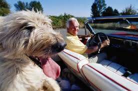 dog-with-smiling-man-in-convertible