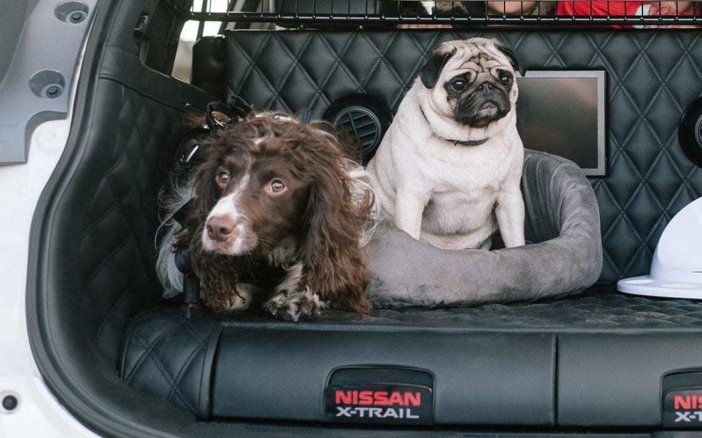 pets-riding-in-cars